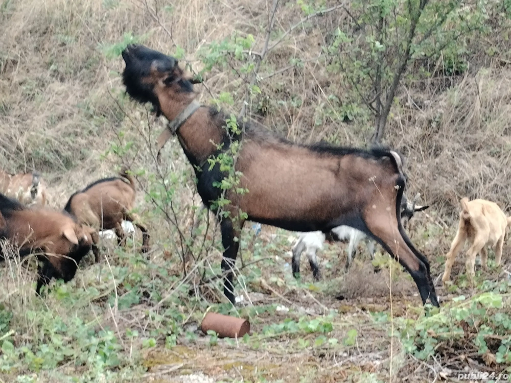 Vând 3 țapi alpini francezi Vând 3 țapi alpini francezi