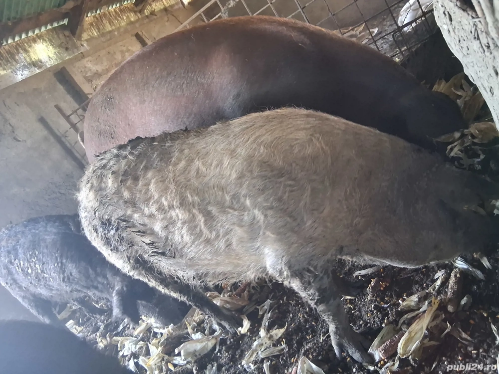 Grăsuni bazna și mangalița  Grăsuni bazna și mangalița