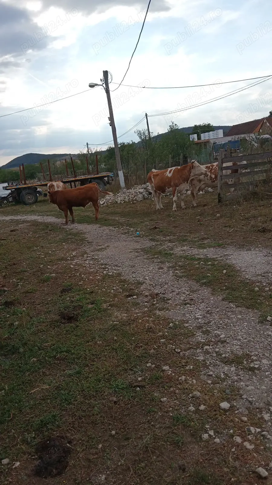 Vand vaci baltate 11capete