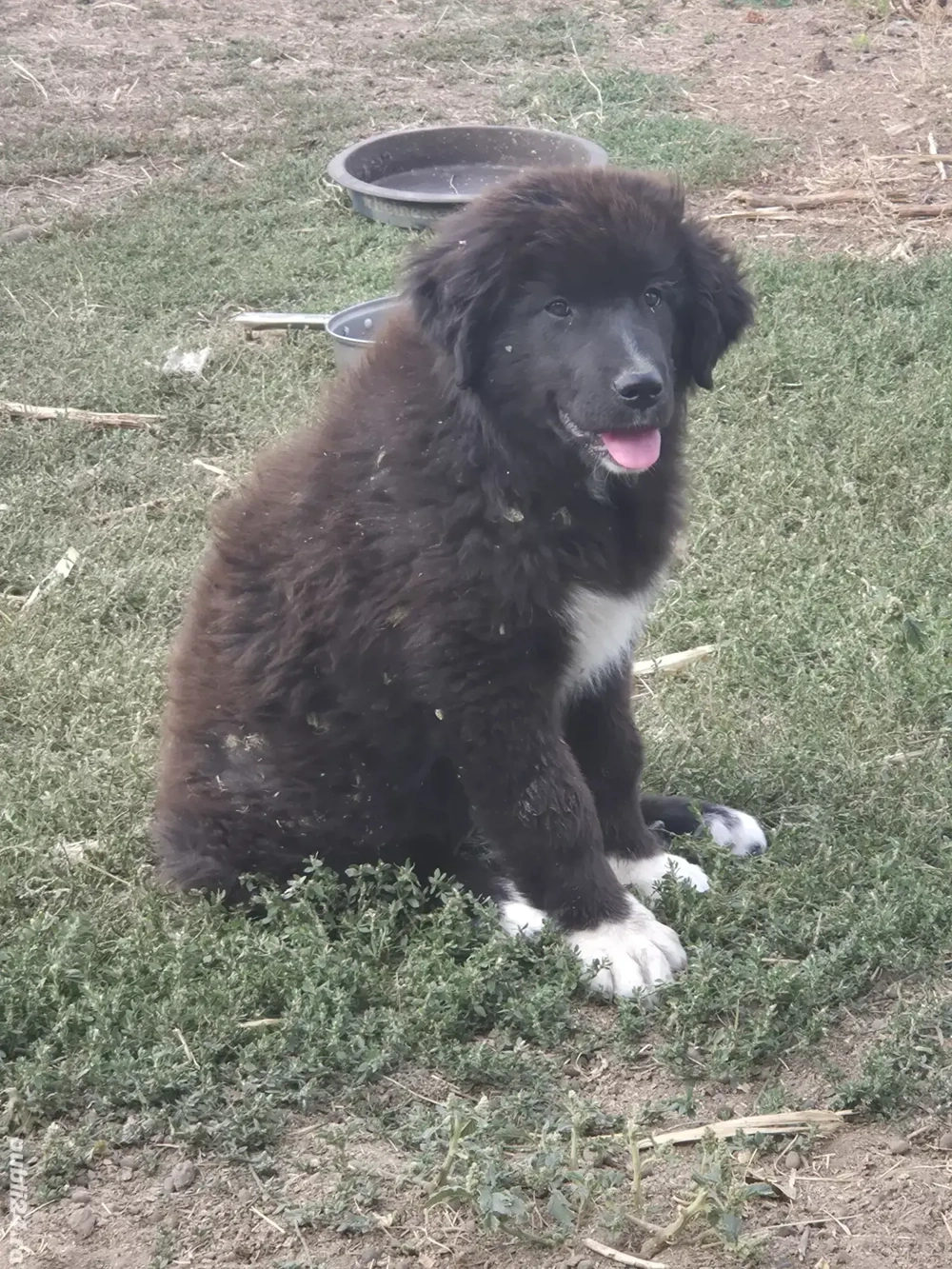 Ciobanesc corb 3 luni  Ciobanesc corb 3 luni