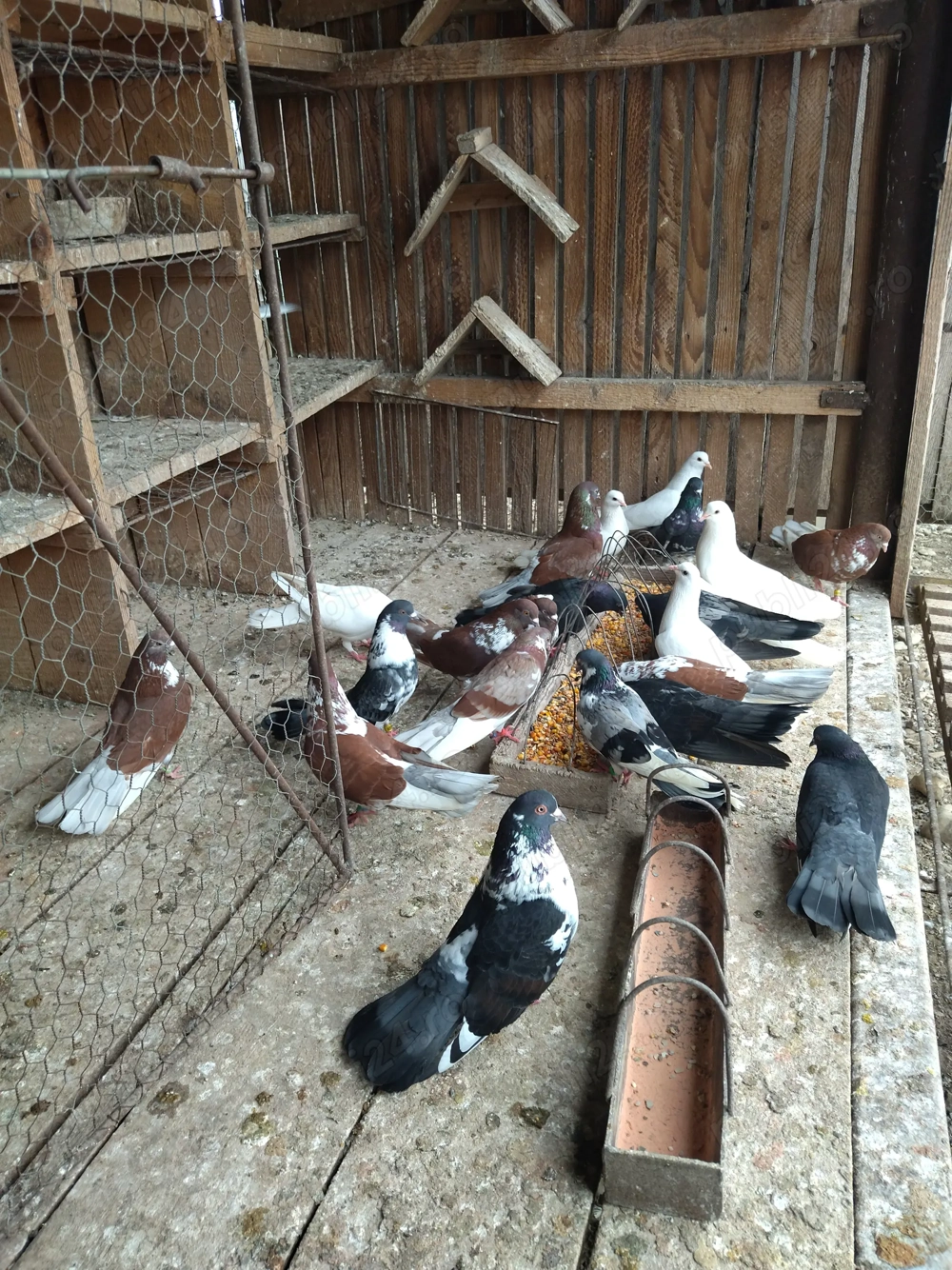 Cungi de Ploiesti de vânzare Cungi de Ploiesti de vânzare