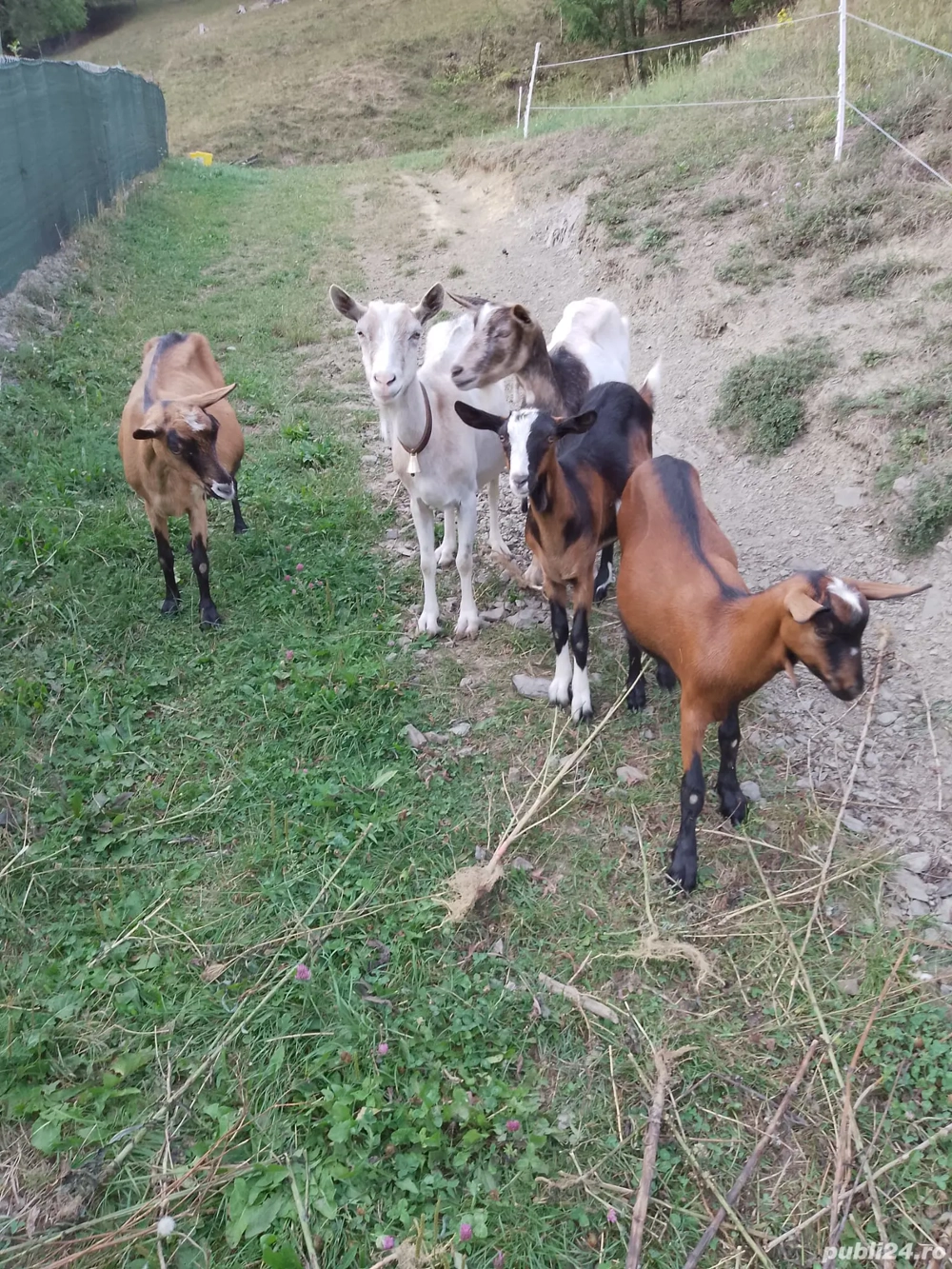 Vând 3 capre si 2 iede
