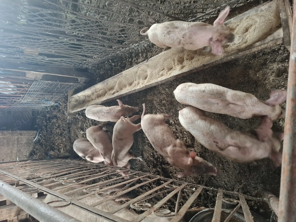 Vând scroafă cu 9 purcei  Vând scroafă cu 9 purcei