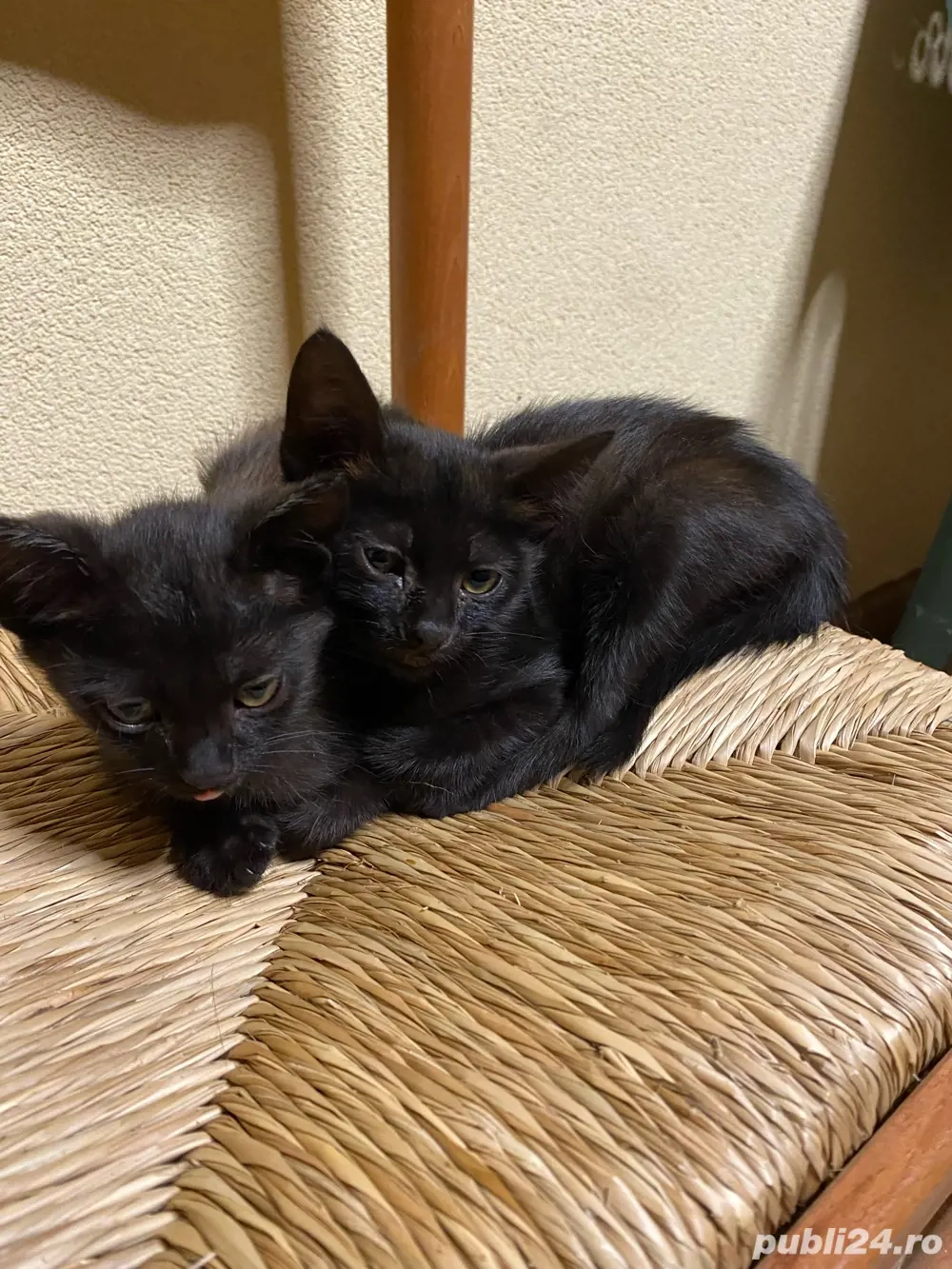 Adoptie avem 2 luni jumate si cautam sa fim adoptate Adoptie avem 2 luni jumate si cautam sa fim adoptate