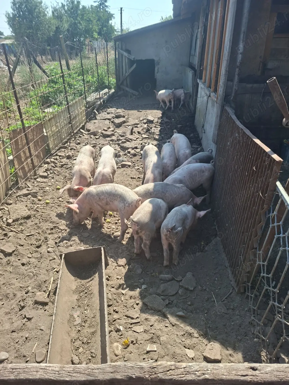  Vand purcei de carne                                    