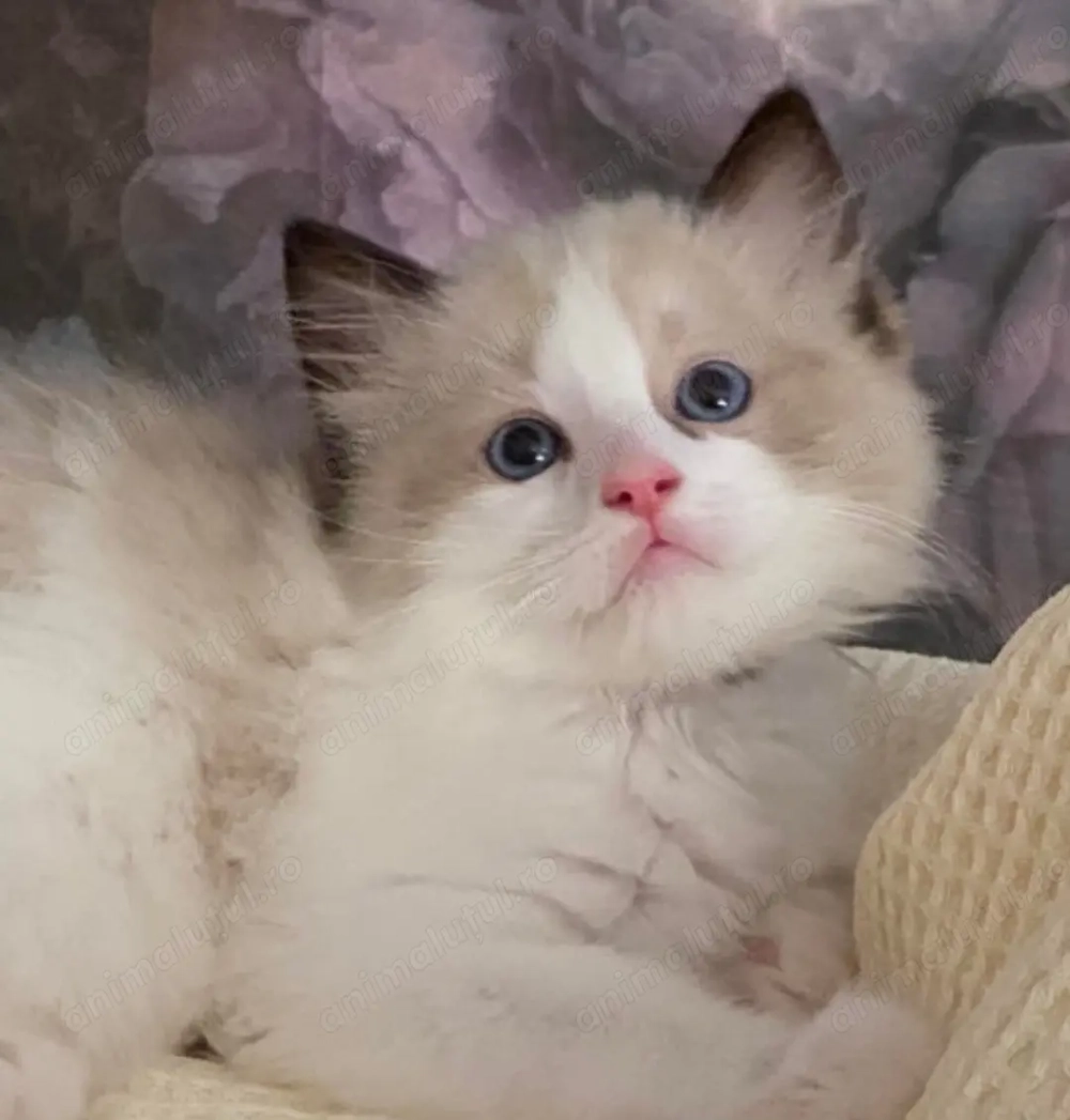 Ragdoll băieței si fetițe  650 lei Ragdoll băieței si fetițe  650 lei