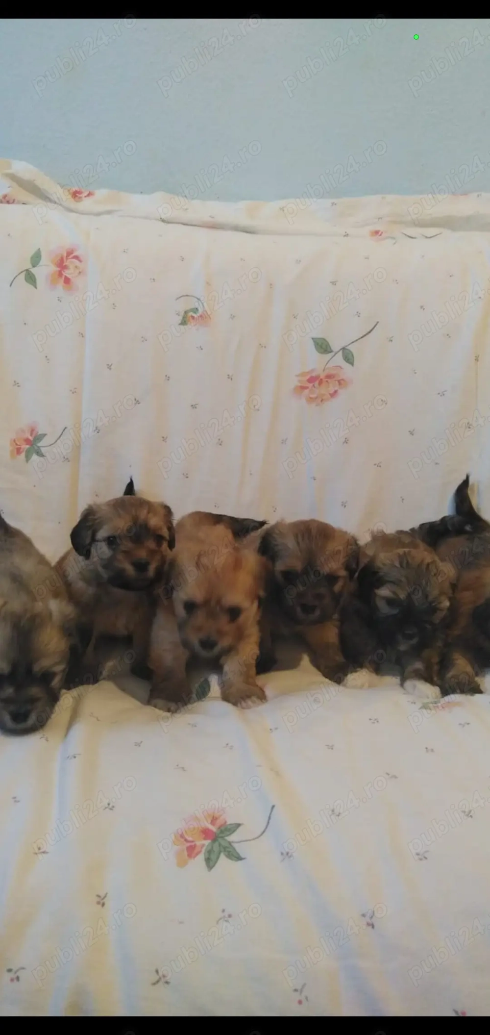 Vand pret mic pui morkie bischon maltez cu york