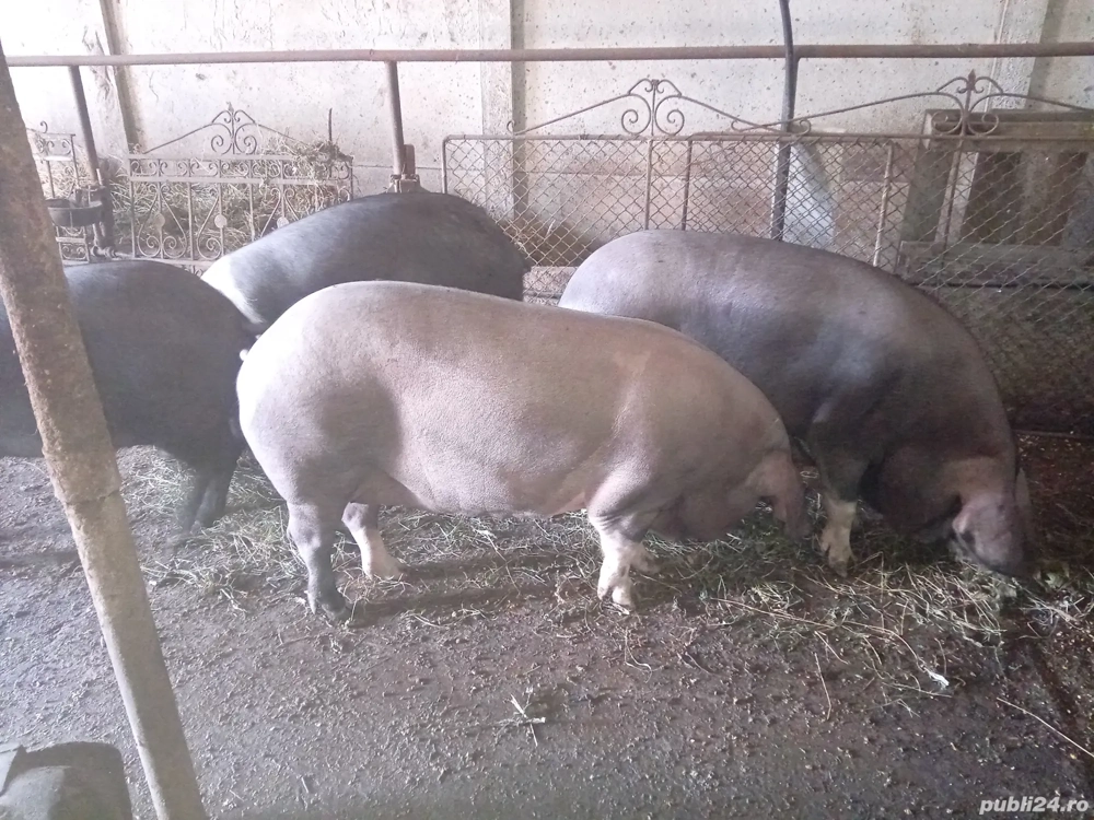 Vând porci bazna crescuti doar cu cereale si cartofi fără concetrate . Vând porci bazna crescuti doar cu cereale si cartofi fără concetrate .
