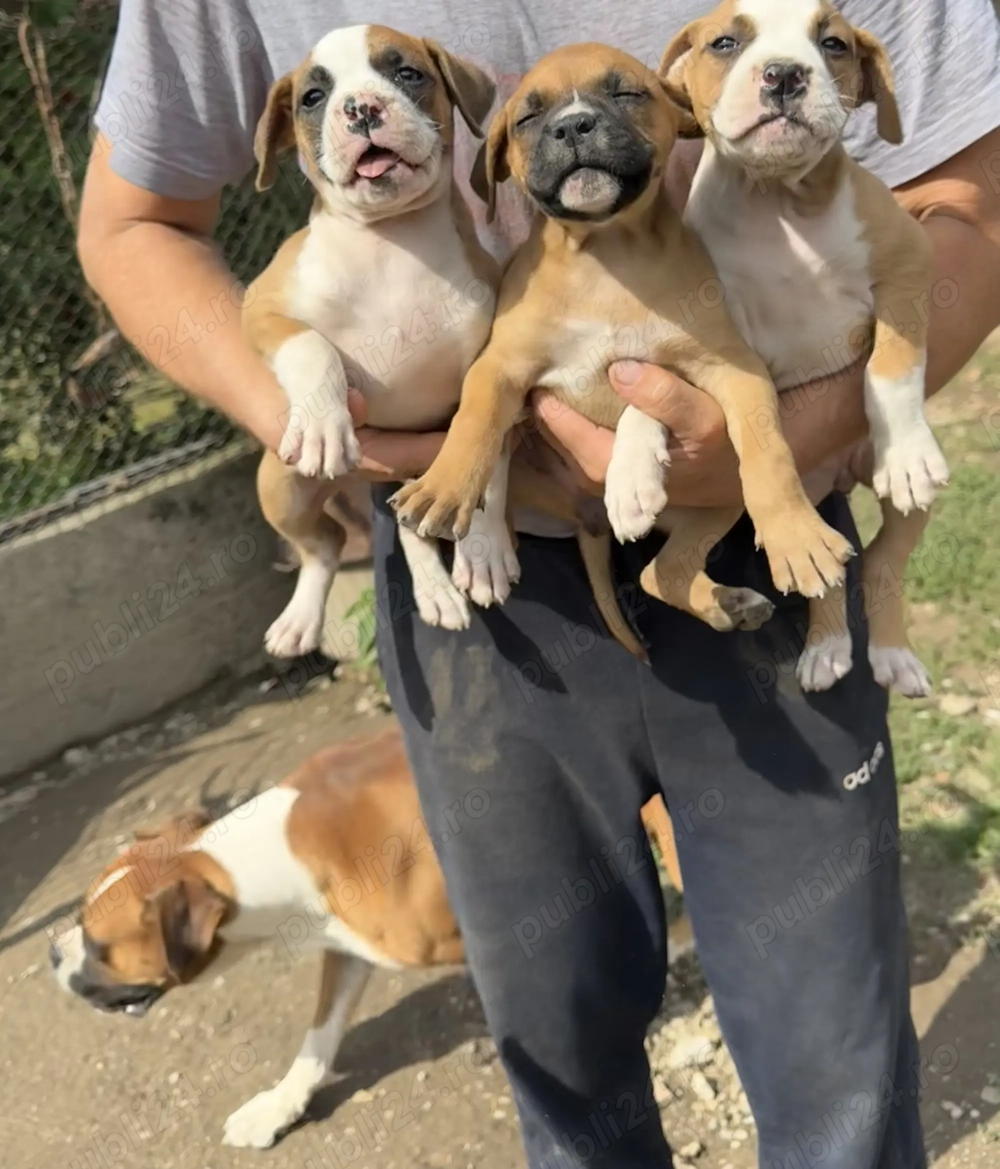 Vand cateluse Boxer Vand cateluse Boxer