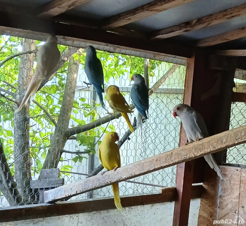 Papagali diferite specii: Alexandru, Lori, Rozella, China, Kakariki, Cantator, Nimfa, Baraband 