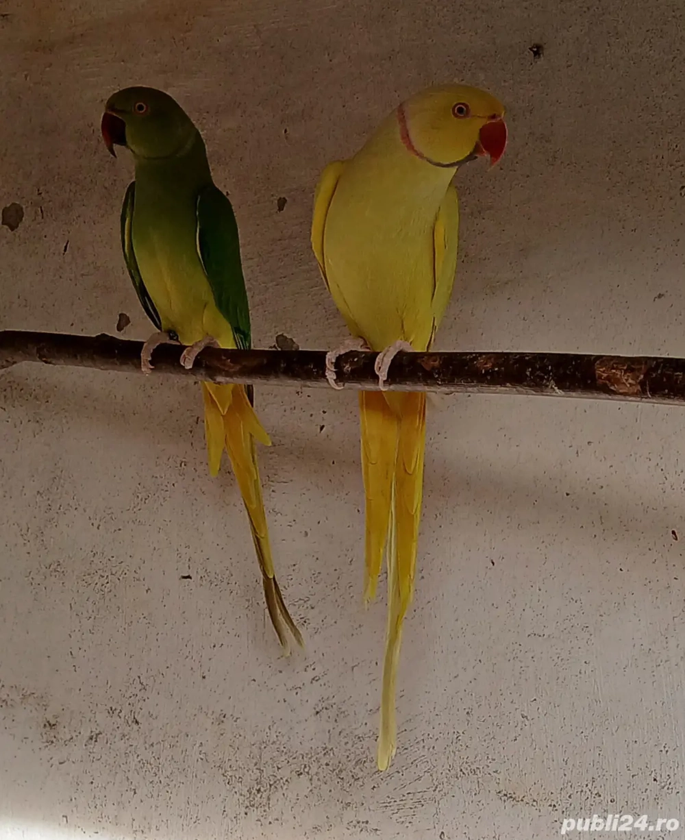 Micul Alexandru Papagal 