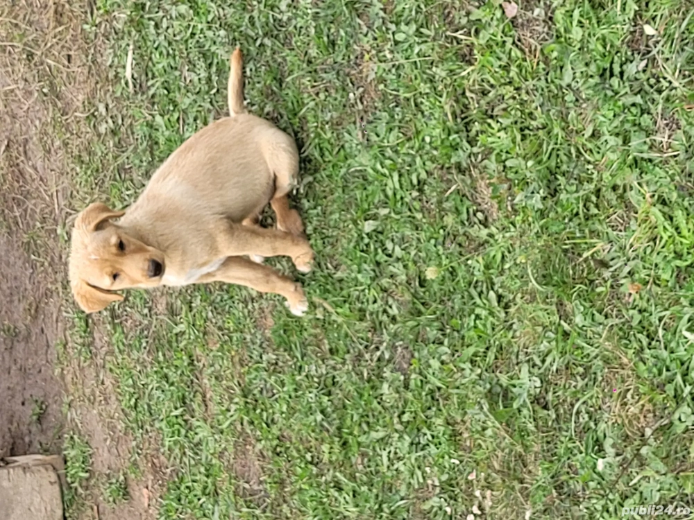 Căței de vânătoare  Căței de vânătoare