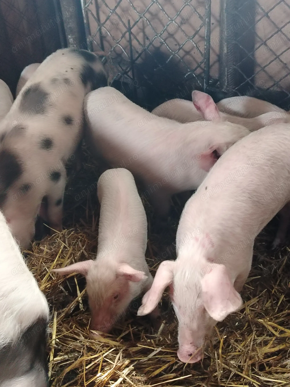 Purcei de vanzare Purcei de vanzare