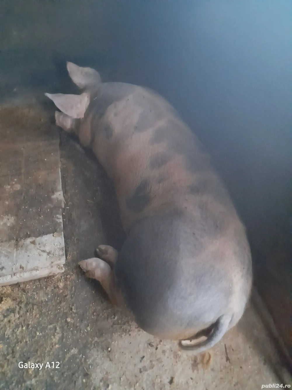 De vânzare De vânzare