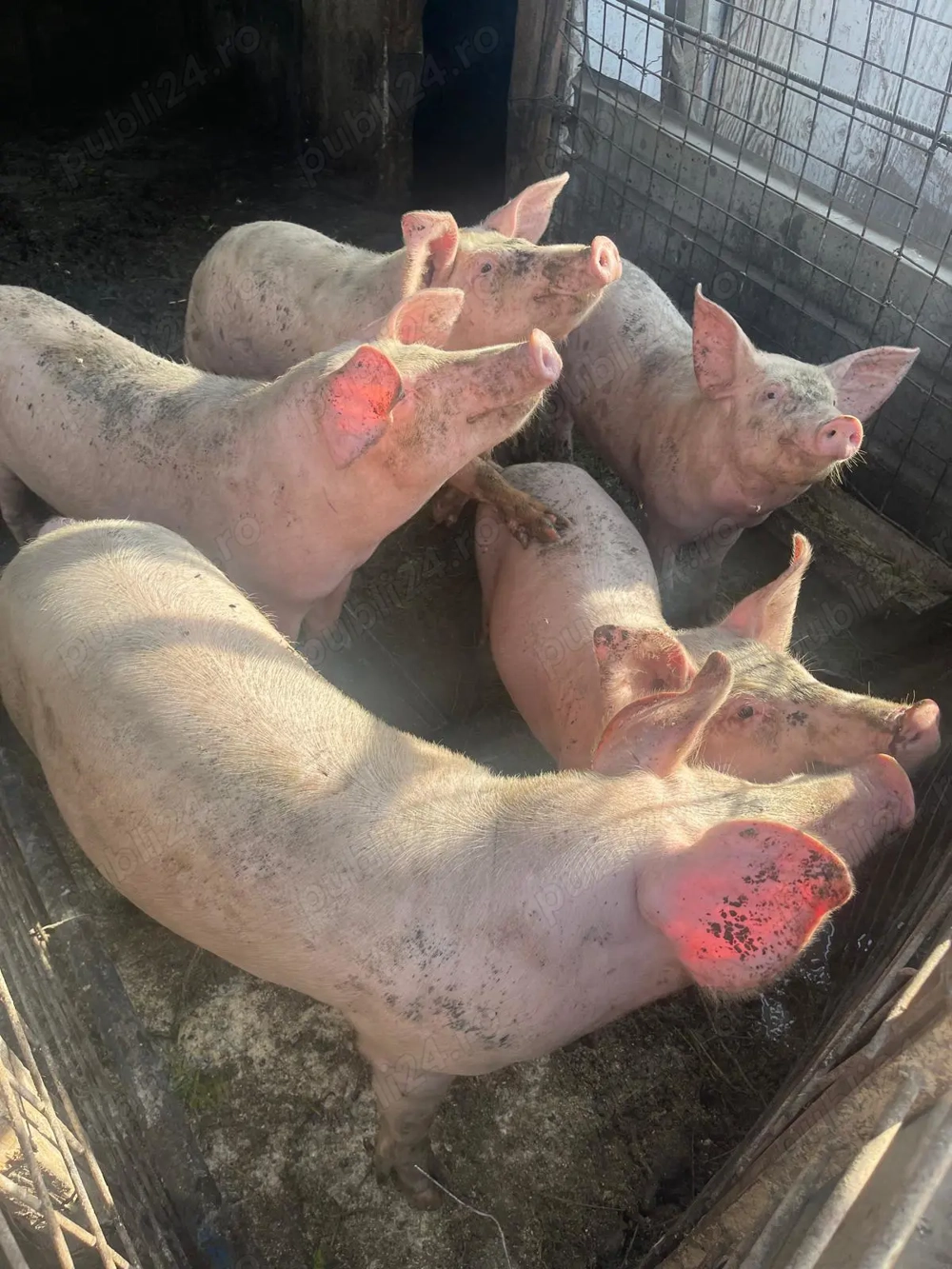 Porci rasa de carne Porci rasa de carne