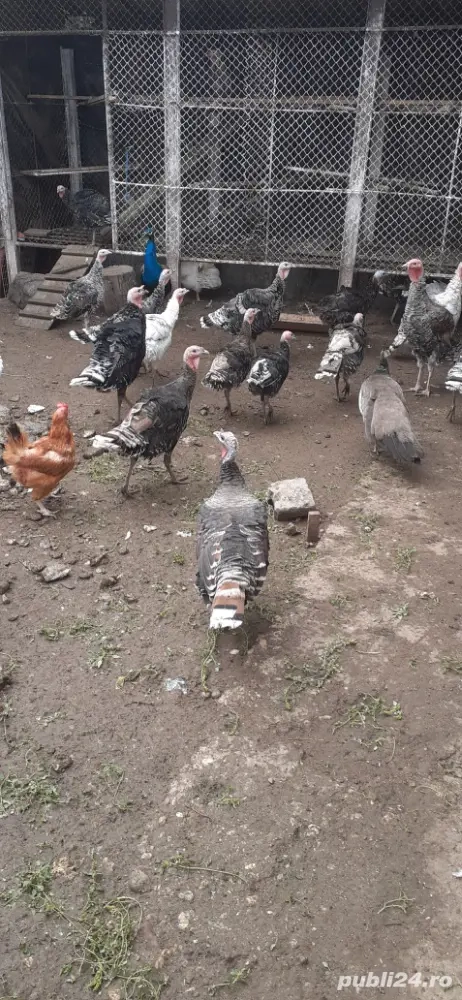 Curci si curcani Curci si curcani