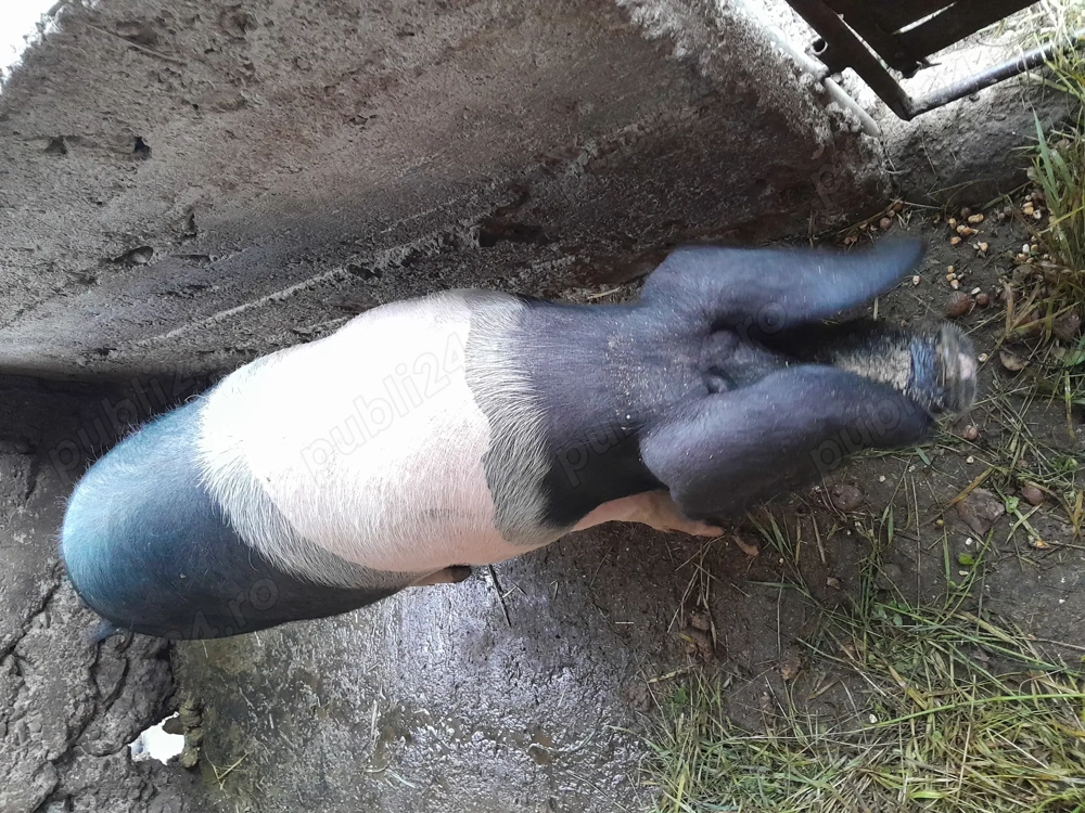 Grasună basna  și purcei  Grasună basna  și purcei