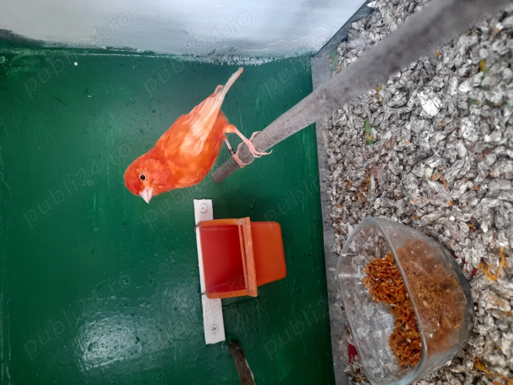 Canari de dat frumosi si galagiosi  Canari de dat frumosi si galagiosi