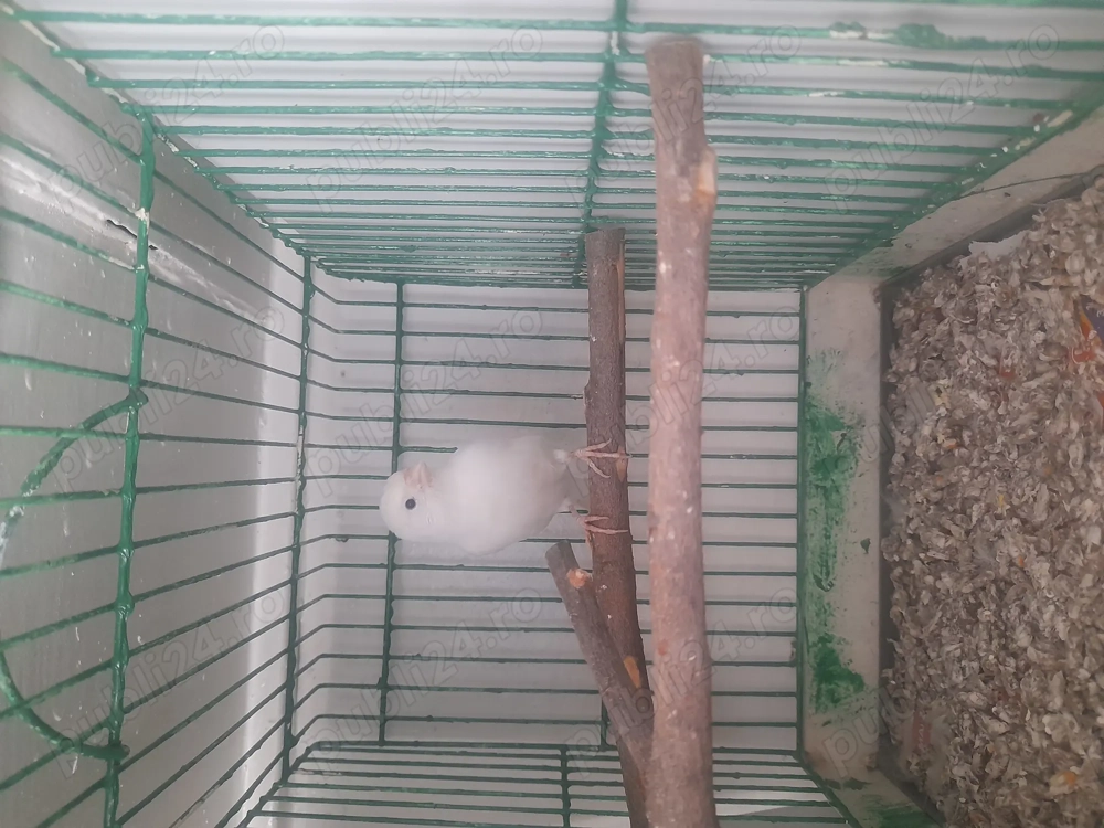 Canari de culoare de dat