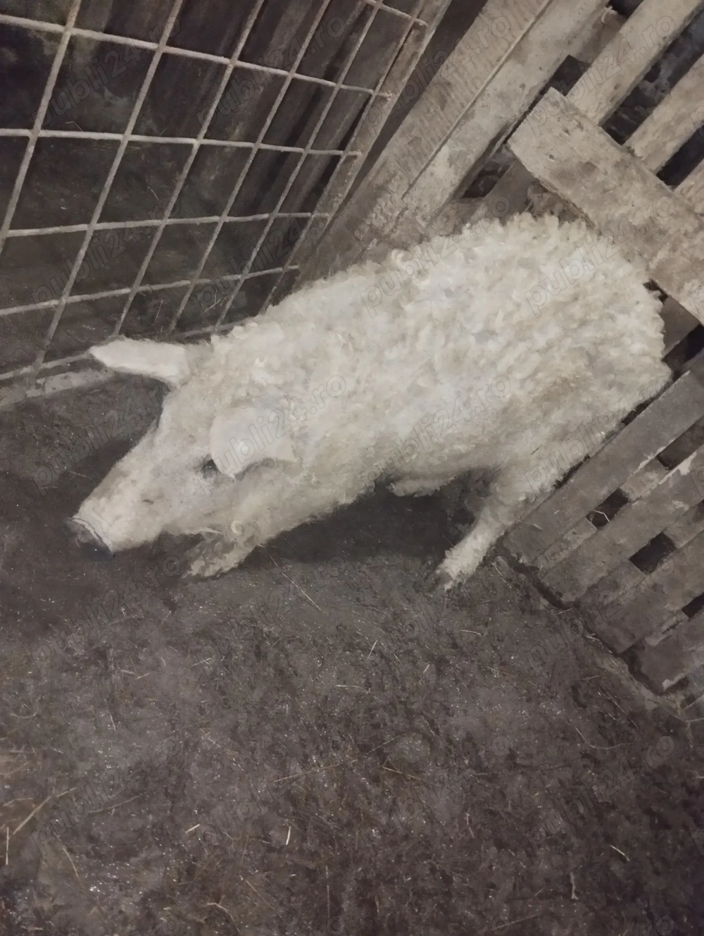 Vînd vericași mangalița blondă 35-40kg