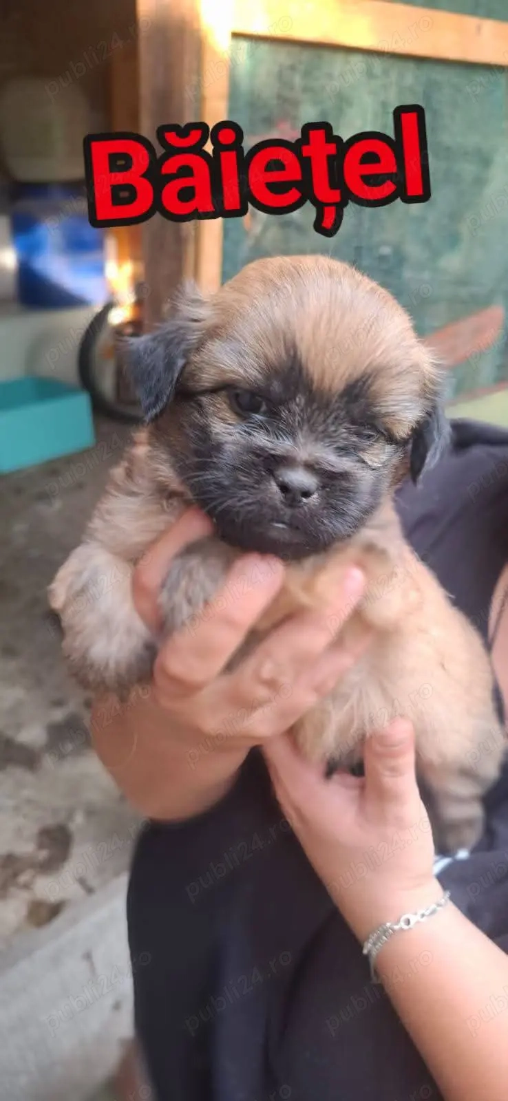Shih tzu , catel de rasa mica o luna jumate 