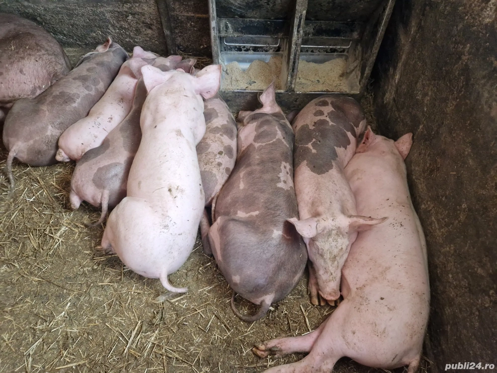 ptr doritori soldani rasă  de carne pret incepand de la 500 