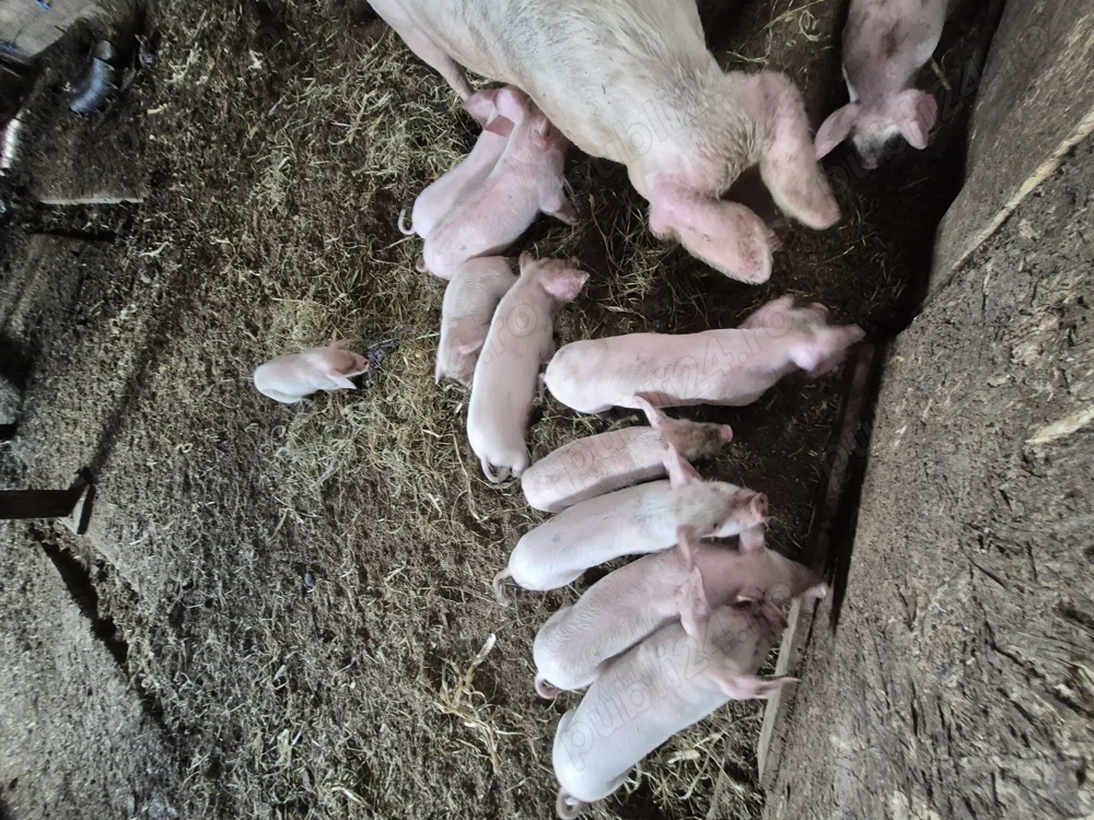 Vând purcei 8 săptămâni 