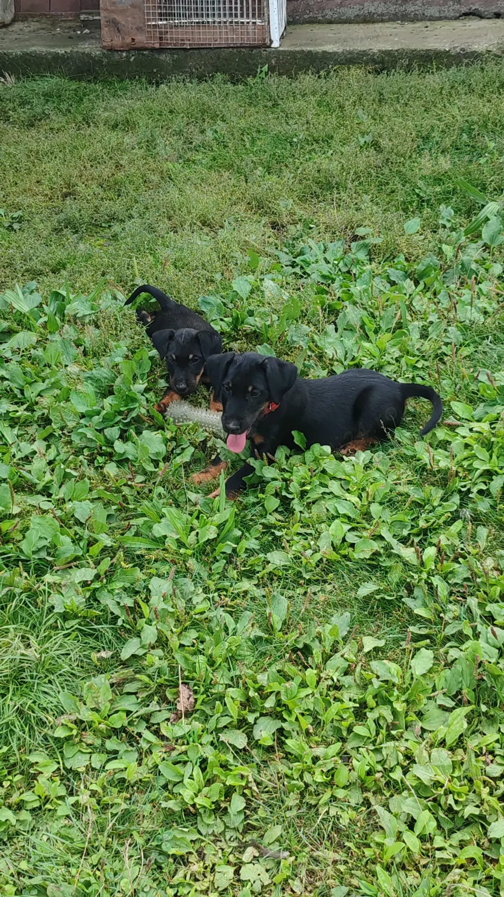 Pui jagdterrier disponibilii 