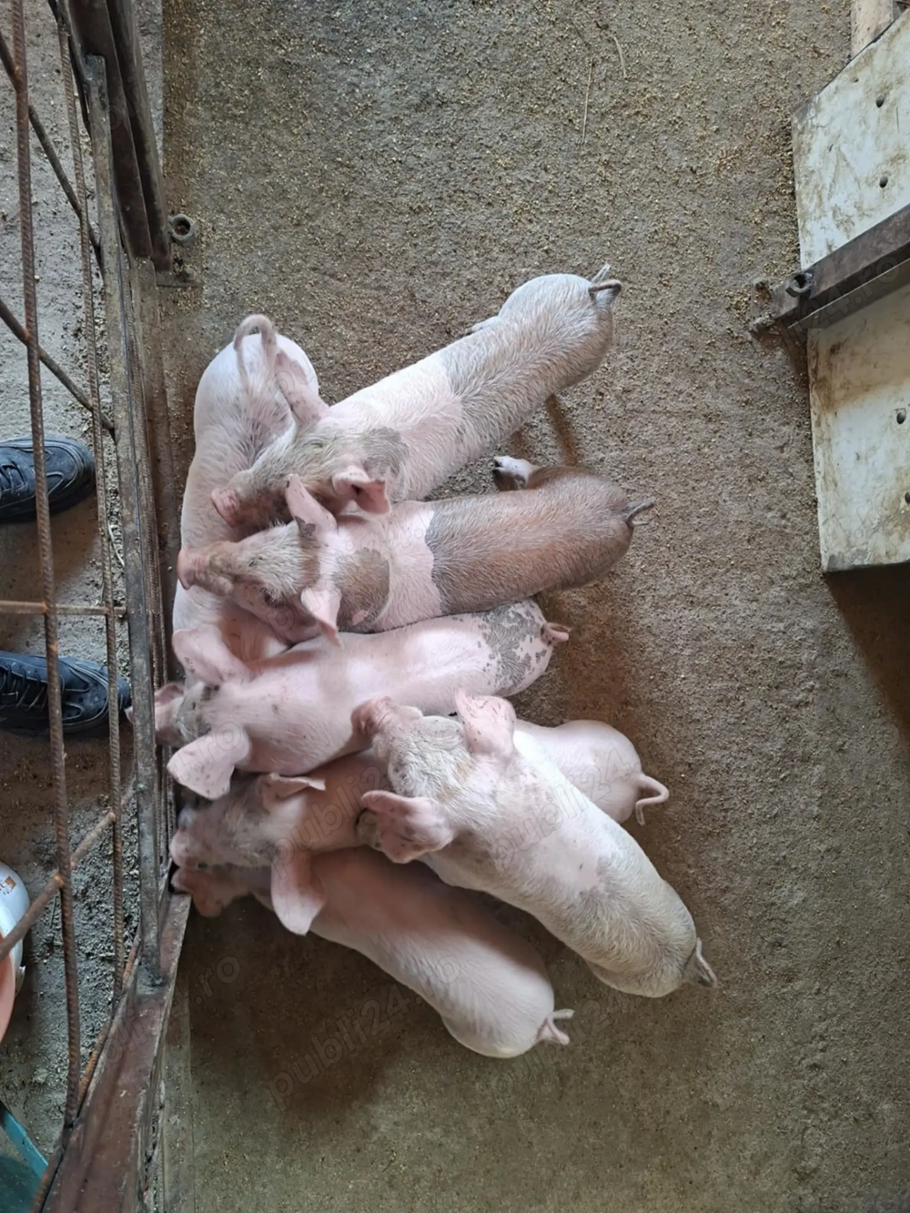 Purcei de vânzare  Purcei de vânzare