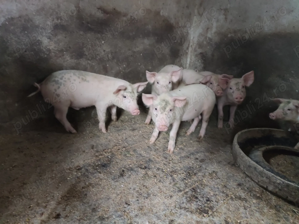 Vand purcei 400 Ron Vand purcei 400 Ron