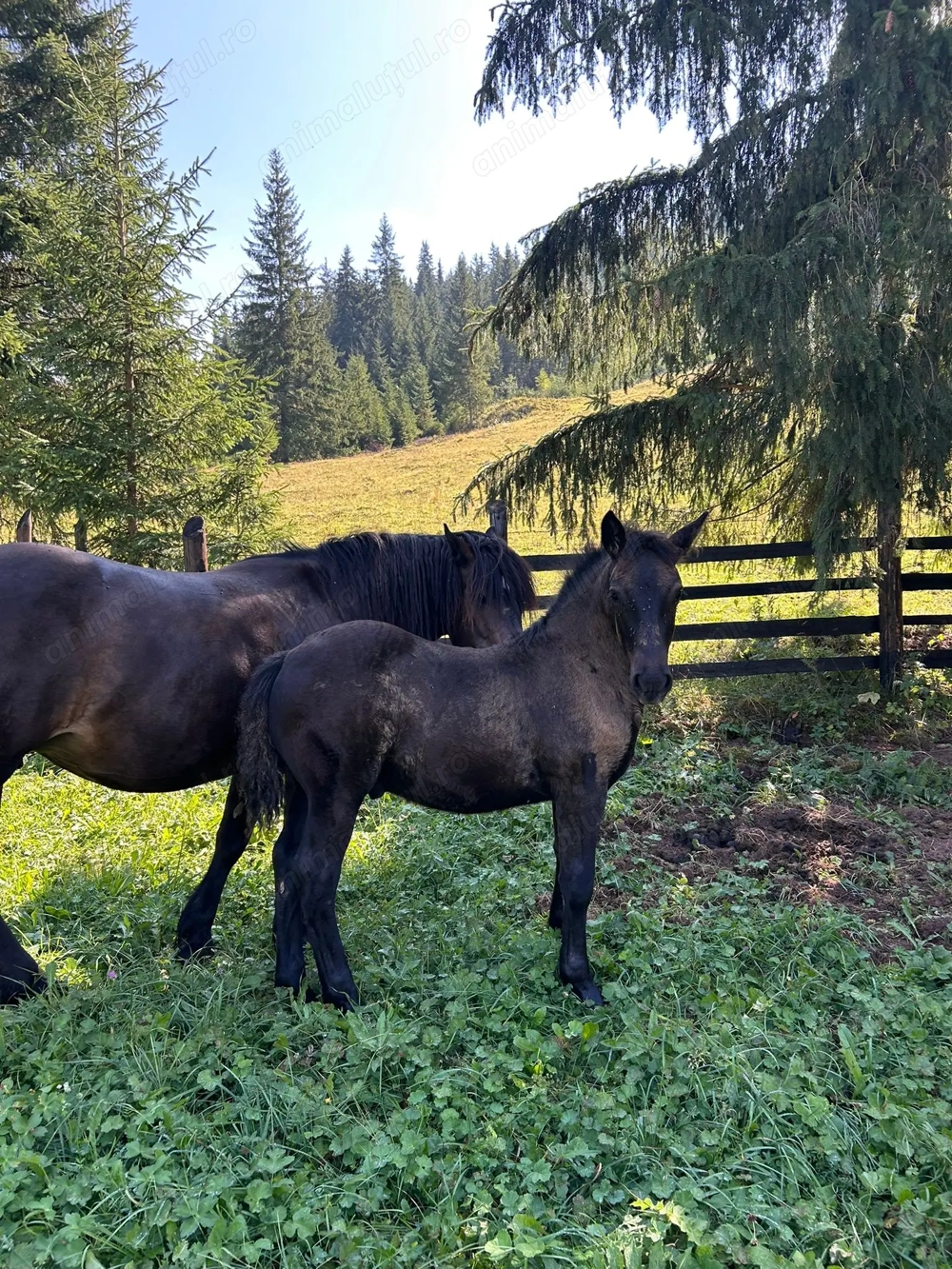 Vând mânz de 4 luni