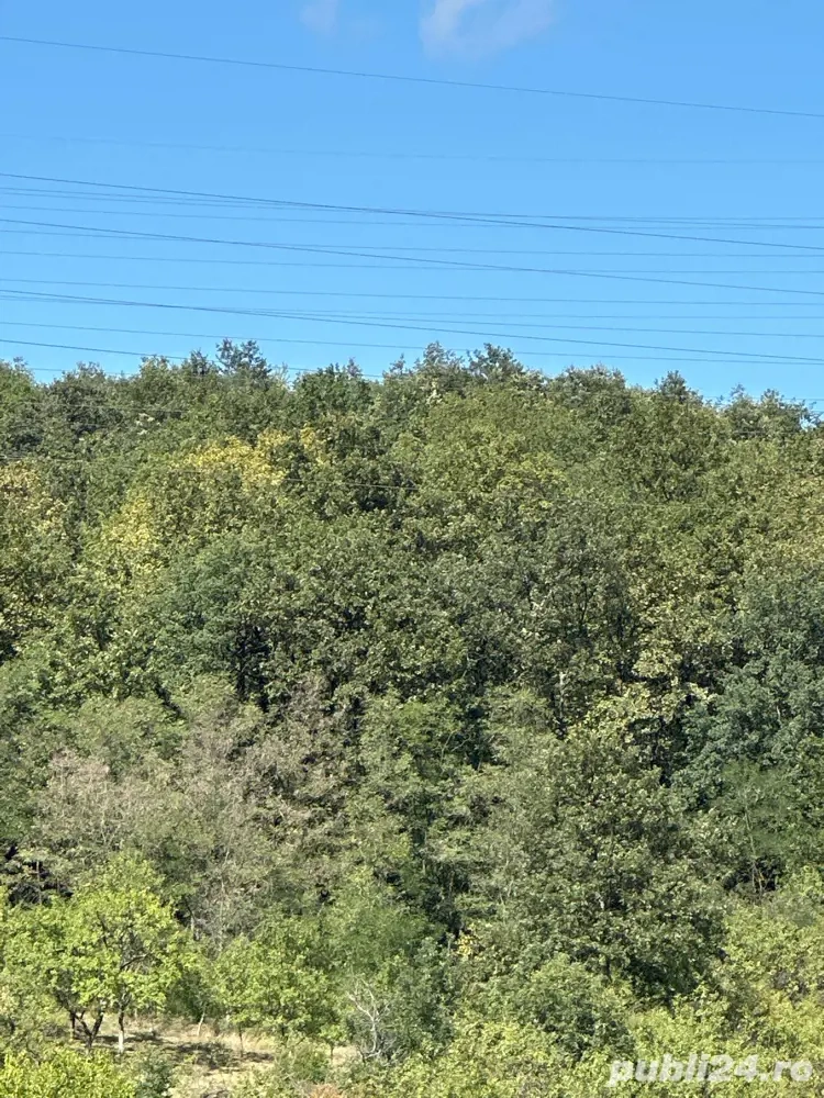 Vând pădure in Hășdat