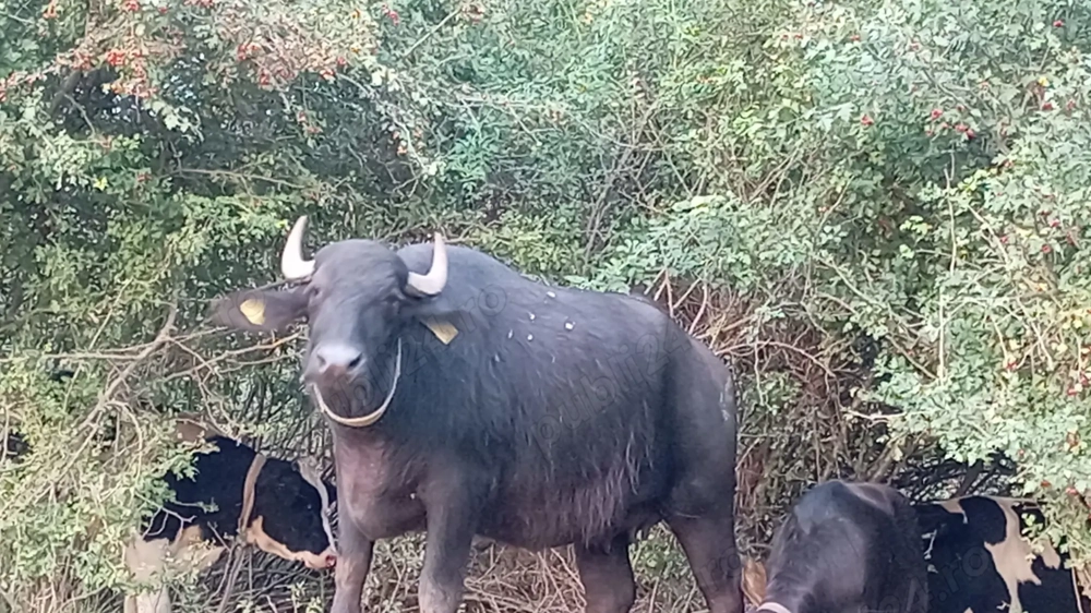 Bivoliță blândă foarte dezvoltata