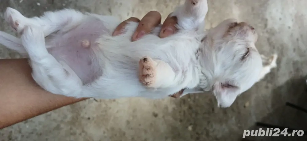 Animalele de companie  Animalele de companie