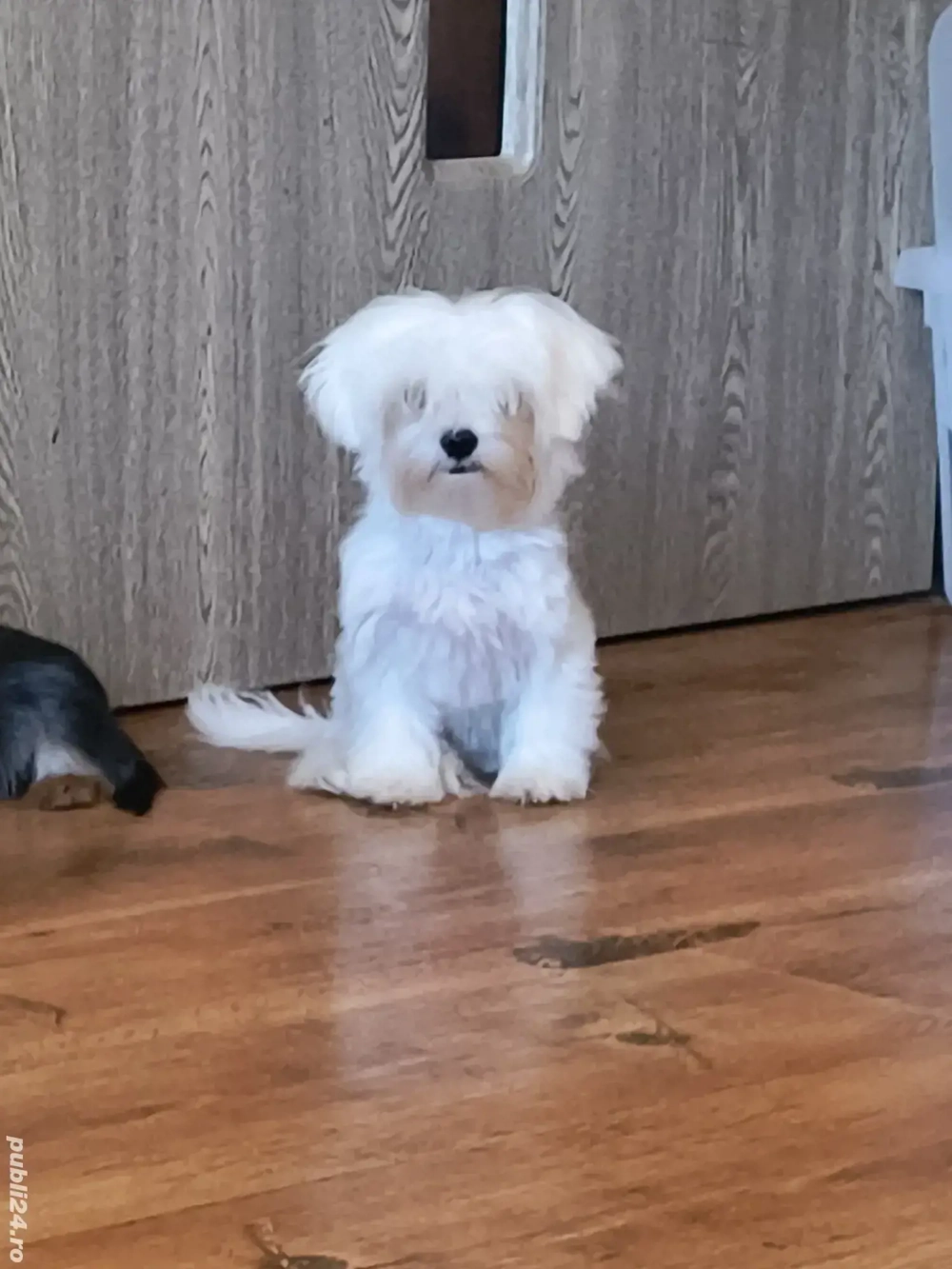Bichon maltese (maltez) cu microcip si pedigree 