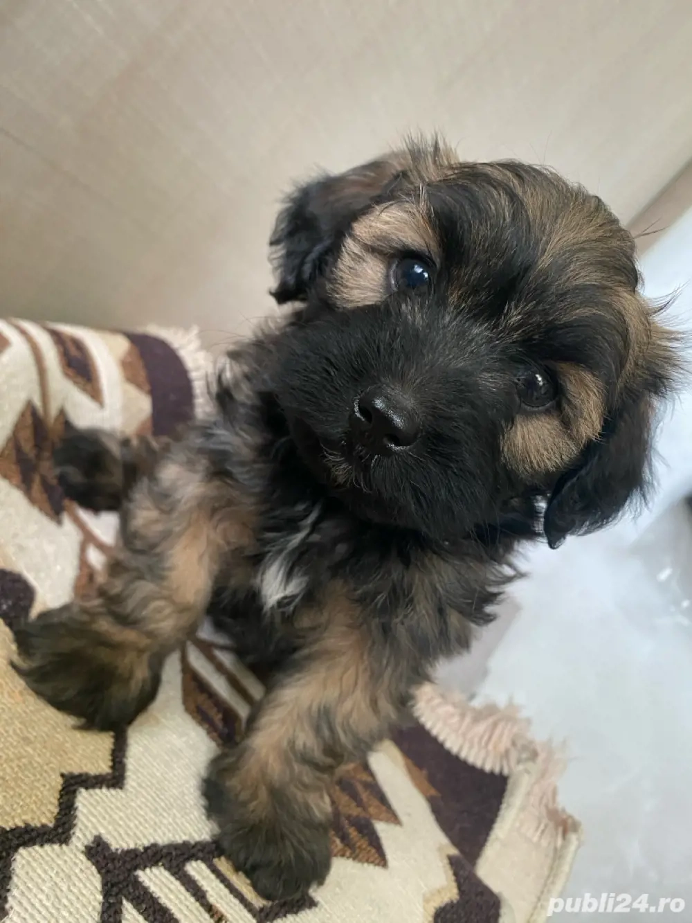 puiuti bichoni havanezi 