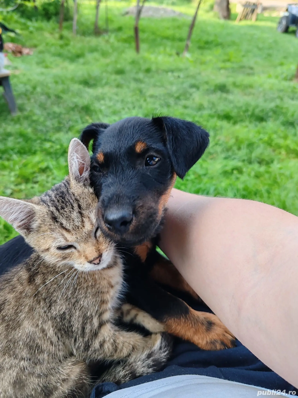 vand jakd terrier 2,5 luni