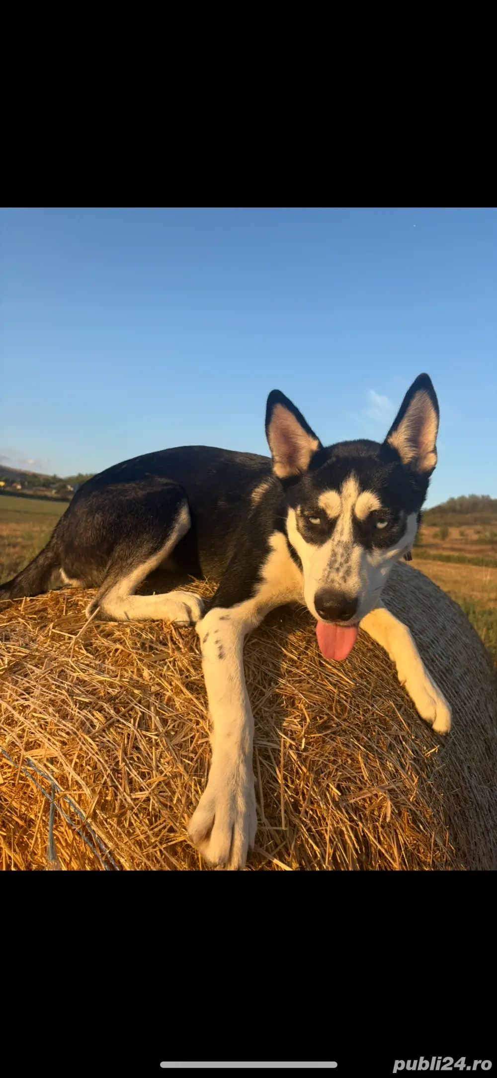 husky siberian de vanzare
