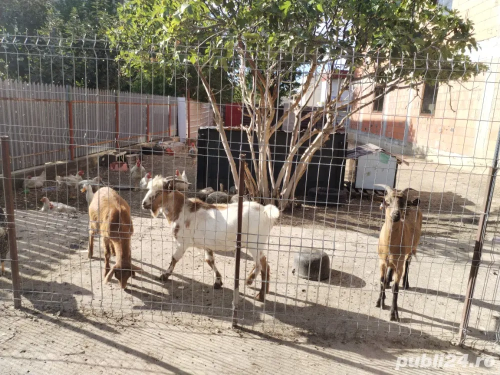 Capre de vânzare  Capre de vânzare