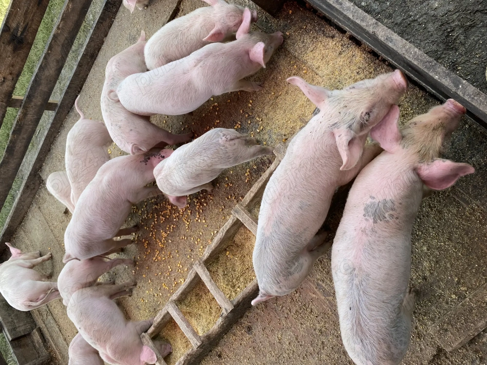 De vânzare purcei de 7 saptamani 