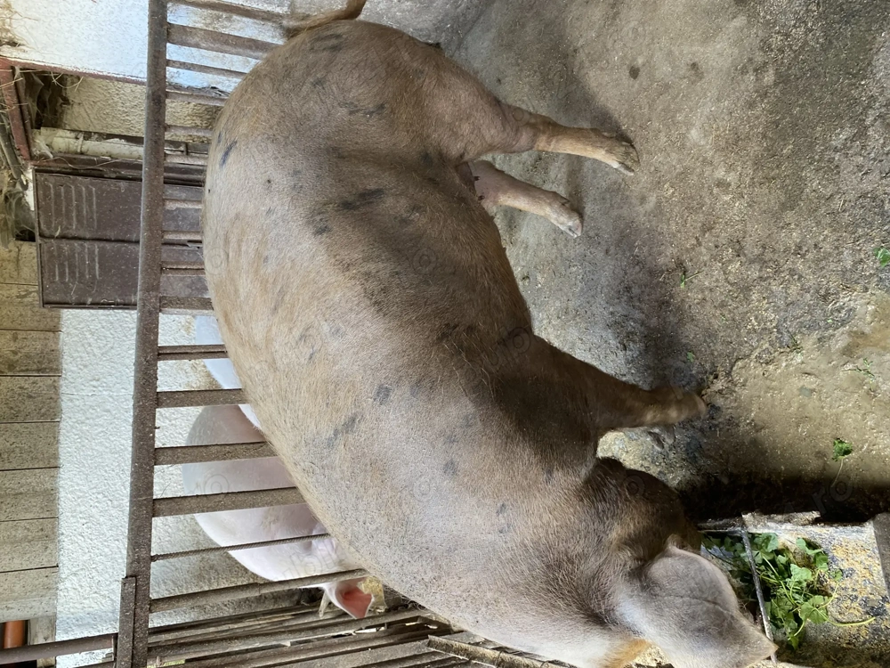 Vând porc 220 240 kg preț 15 lei kg Vând porc 220 240 kg preț 15 lei kg