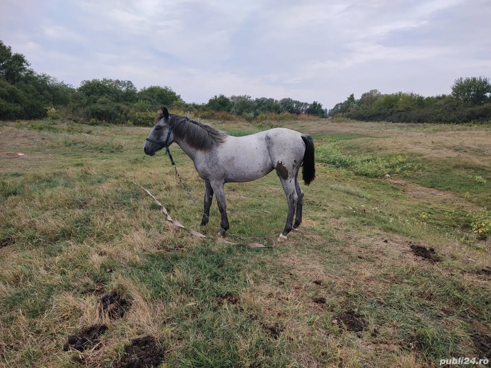 De vânzare mânză in vârsta de 1 an preț 3500 de lei sau schimb cu cositoare