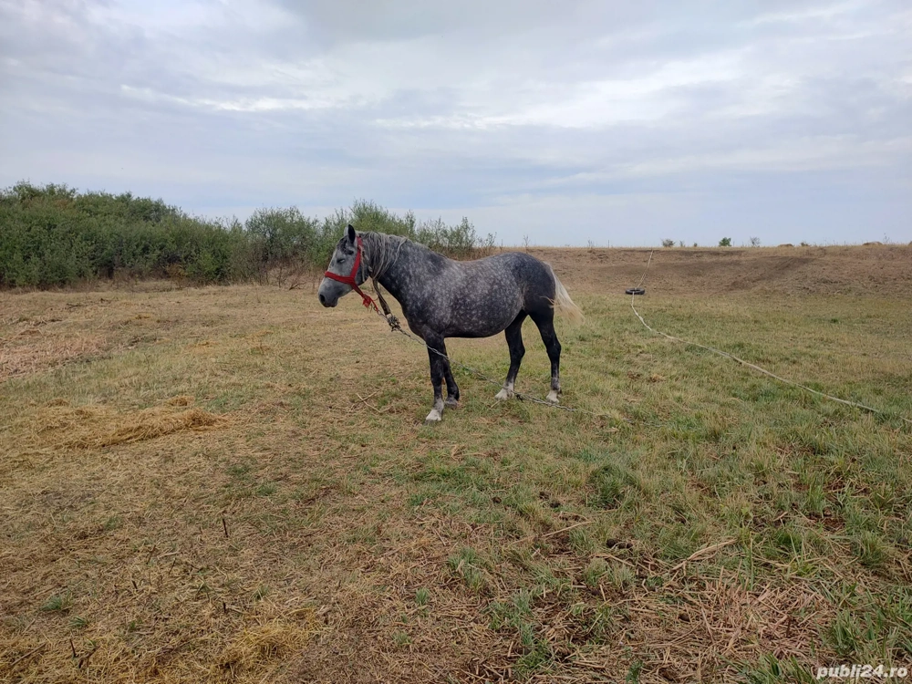 De vânzare iapa in vârsta de 4 ani gestantă sau schimb cu utilaje