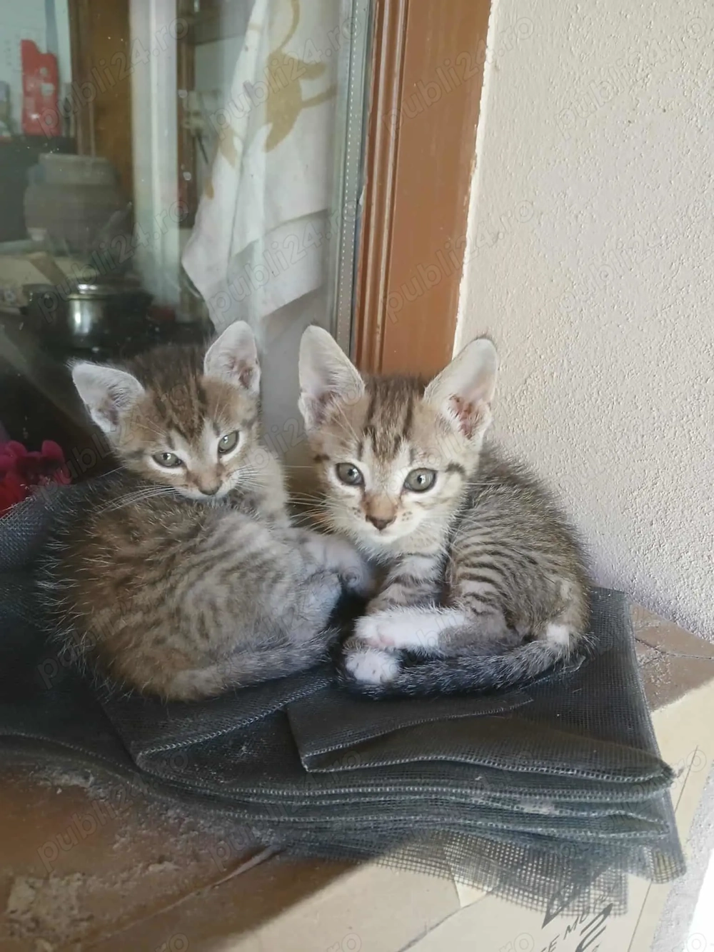 Donez pisici de casă. Donez pisici de casă.