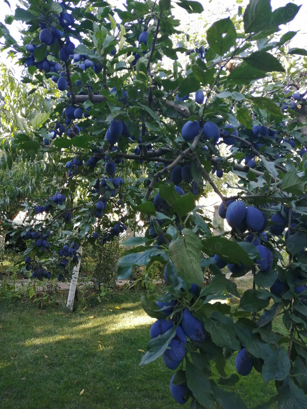 Teren intravilan în Iași, Valea Lupului, str.Soarelui, la 700 de metri din rond Pacurari 