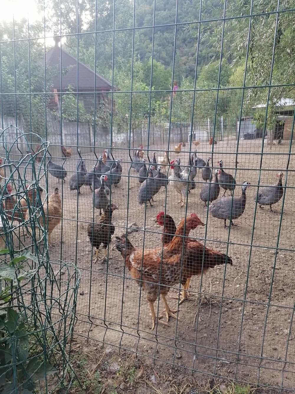 Vând bibilici  tinere   6 luni  crescute doar bio  cu  porumb griu și uruiala 