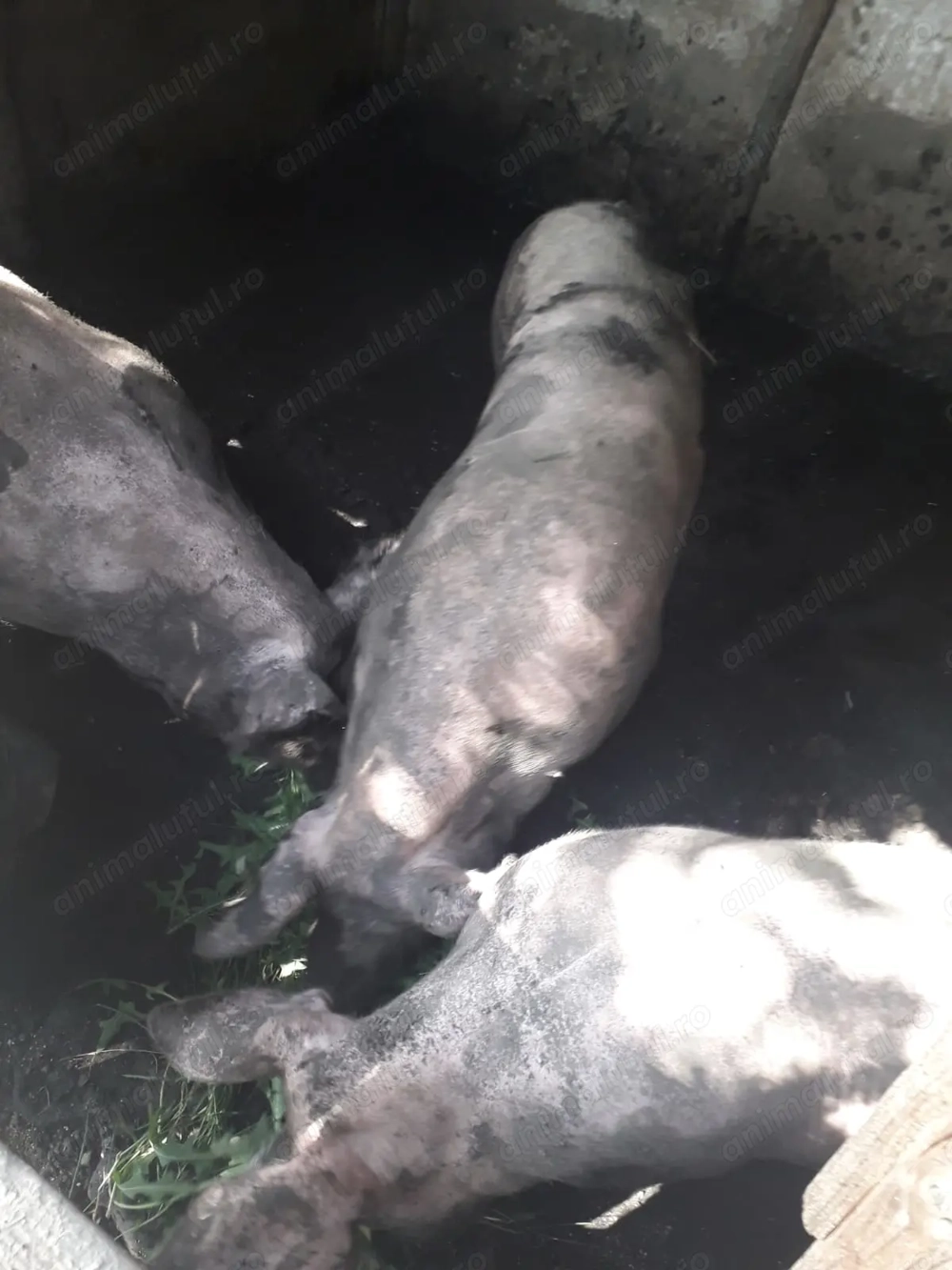 Porci de vanzare 180 kg Porci de vanzare 180 kg