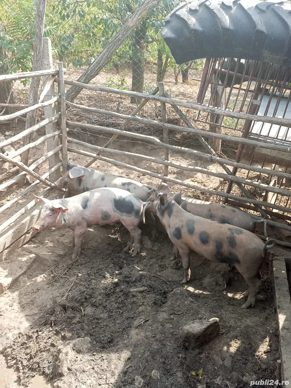 vând purcei de 3 luni la prețul de 650 de lei bucata 