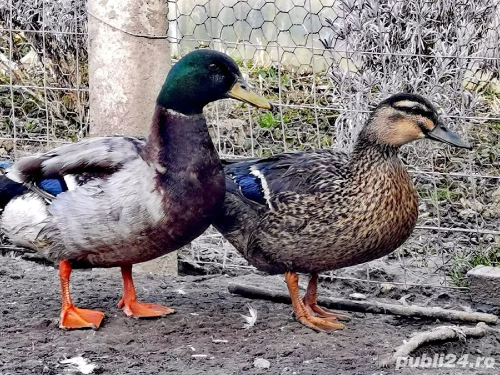 rate salbatice rate salbatice