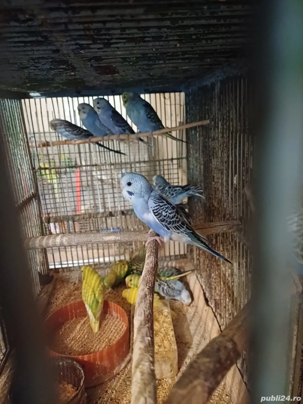 Peruși masculi și femele și pui